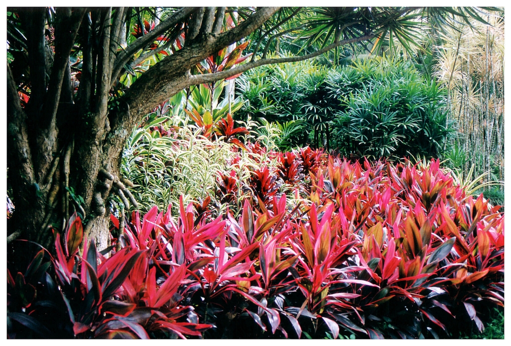 06 - Jardin De Balata (7).jpg